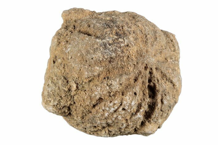 Silurain Fossil Sponge (Astraeospongia) - Tennessee #203694